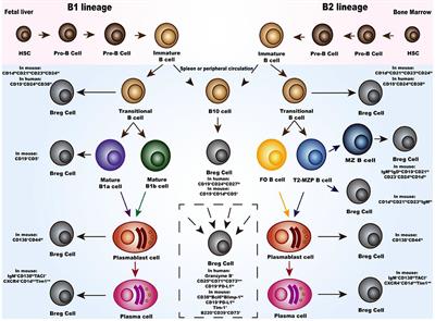 Frontiers | Regulatory B Cells And Its Role In Central Nervous System ...